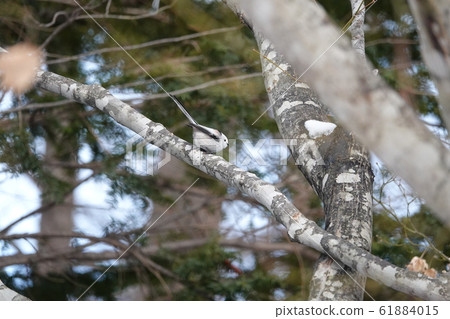 Shima enaga的里程碑 61884015