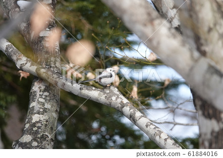 Shima enaga的里程碑 61884016