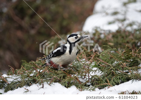 Satozuka的Akagera 61884023