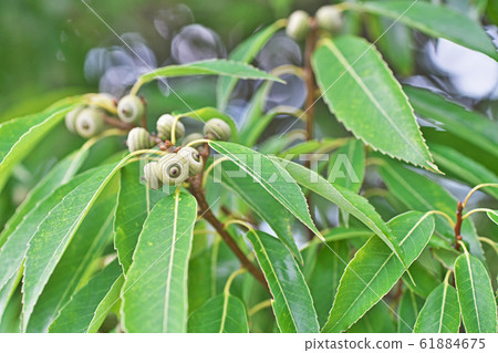 Still small white berries Still small white berries 61884675