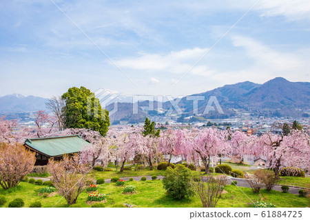 Kaminoyama Castle, a famous place for cherry blossoms in spring in Yamagata Kaminoyama Kaminoyama Castle, a famous place for cherry blossoms in spring in Yamagata Kaminoyama 61884725