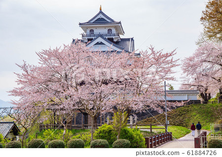 Spring of Yamagata Kaminoyama Cherry blossom spot Kaminoyama Castle simulated castle tower 61884726