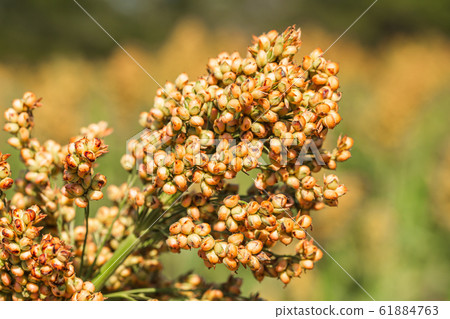 Sorghum in field of feed for livestock Sorghum in field of feed for livestock 61884763