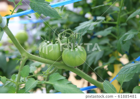 蕃茄 蕃茄 61885481