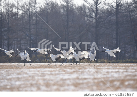一群鶴鶴飛到飼養場（北海道鶴井市） 61885687