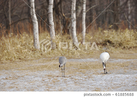 日本起重機（北海道）罕見的爬行覓食 61885688