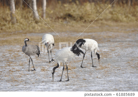 罕見的爬行動物與一群日本起重機（北海道）混合在一起 61885689