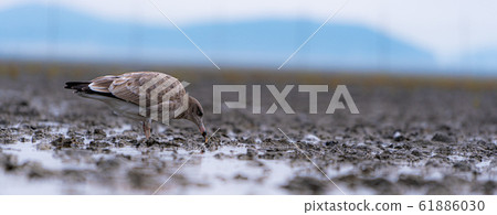 Birds on the tidal flat Birds on the tidal flat 61886030