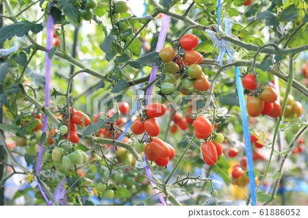 Mini Tomato Mini Tomato 61886052