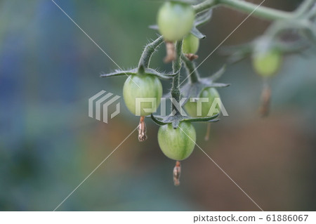 Mini Tomato Mini Tomato 61886067