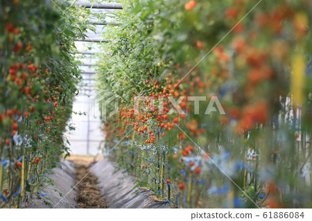  Mini Tomato 61886084