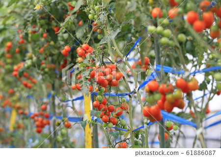  Mini Tomato 61886087