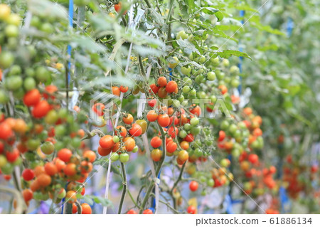 櫻桃西紅柿 櫻桃西紅柿 61886134
