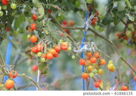 櫻桃西紅柿 櫻桃西紅柿 61886135