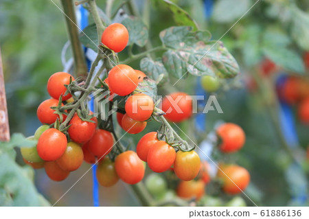 櫻桃西紅柿 櫻桃西紅柿 61886136