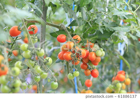 櫻桃西紅柿 櫻桃西紅柿 61886137