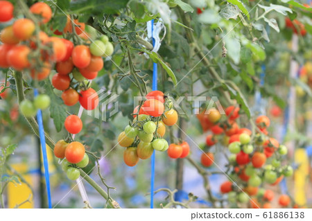  Mini Tomato 61886138