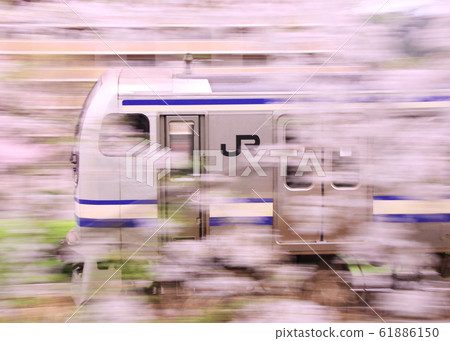 JR Yokosuka Line E217 series train running among cherry blossoms 61886150