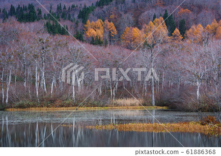 秋天風景。地藏沼（山形縣西川町）迦山腳下 61886368