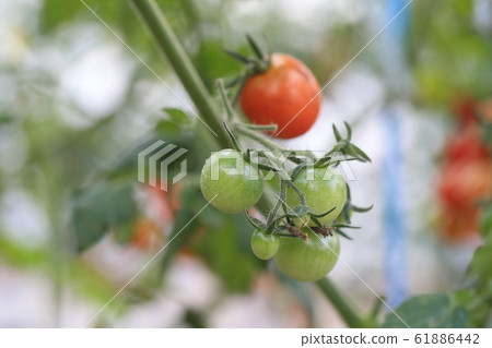  櫻桃西紅柿 61886442