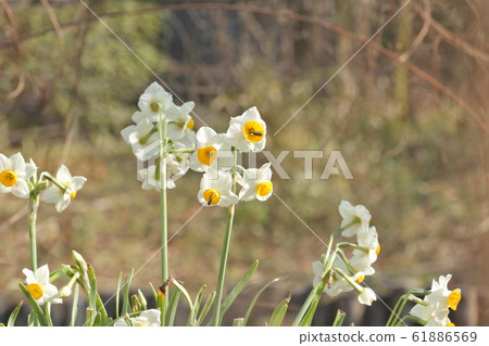 水仙花 61886569