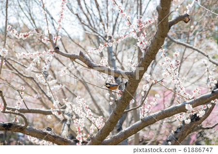 [Spring] _Cherry blossoms in full bloom and friendly mountain valley 61886747