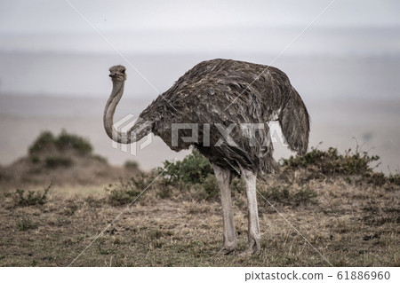 鴕鳥的女性 61886960