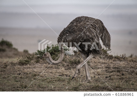 鴕鳥的女性 61886961