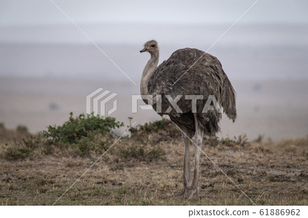 Ostrich's female 61886962