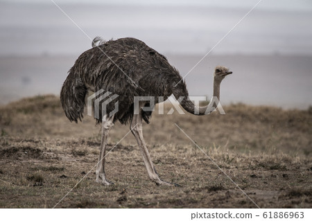 Ostrich's female Ostrich's female 61886963