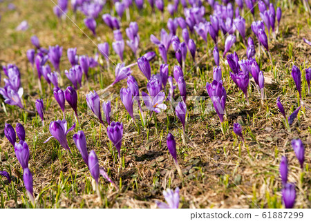 first spring crocuses in the spring 61887299