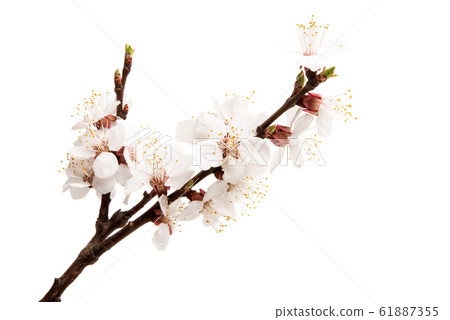 apricot branch with flowers isolated 61887355