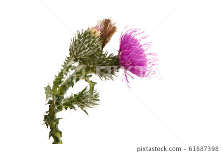 burdock flower isolated 61887398