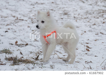 Cute japanese spitz puppy is standing in the park. Cute japanese spitz puppy is standing in the park. 61887902