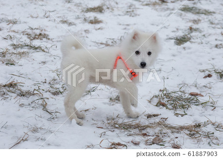 Cute japanese spitz puppy in orange dog collar. Cute japanese spitz puppy in orange dog collar. 61887903