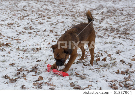 Cute petit brabancon puppy is playing with his toy Cute petit brabancon puppy is playing with his toy 61887904