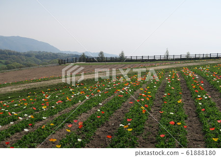 Awaji Hanasagiki Awaji Hanasagiki 61888180