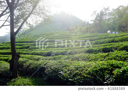 全南寶城茶田 61888389
