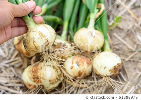 收穫新的洋蔥 61888979