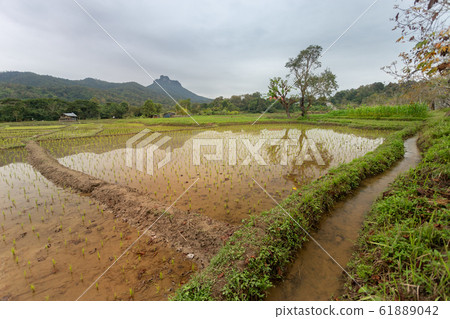 Rice field at Thailand mountain background. 61889042