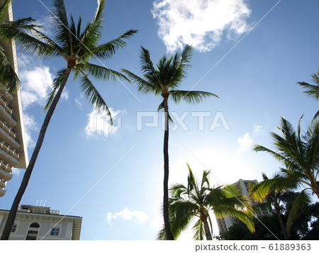 Waikiki, coconut palm tree, palm tree 61889363