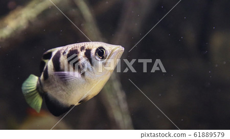 星曆-射魚- 星曆-射魚- 61889579