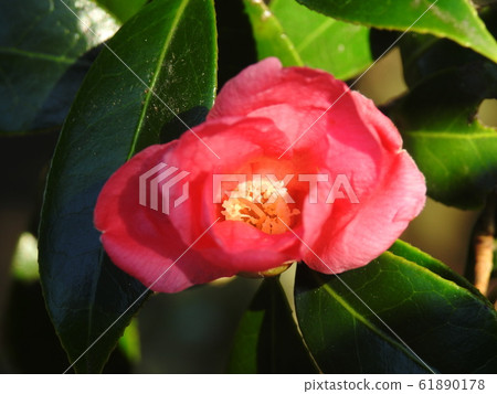 Wabisuke山茶花wabisuke 61890178