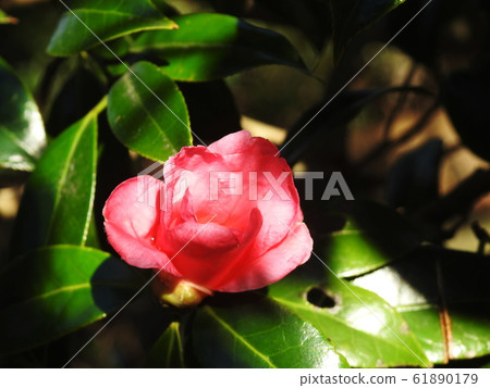 Wabisuke山茶花wabisuke Wabisuke山茶花wabisuke 61890179