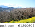 富士和油菜花 61890605