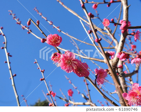 Little Prunus mume Little Prunus mume 61890746