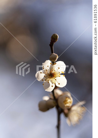 White plum blossom (Yuzunomiya Zaron plum) White plum blossom (Yuzunomiya Zaron plum) 61891536