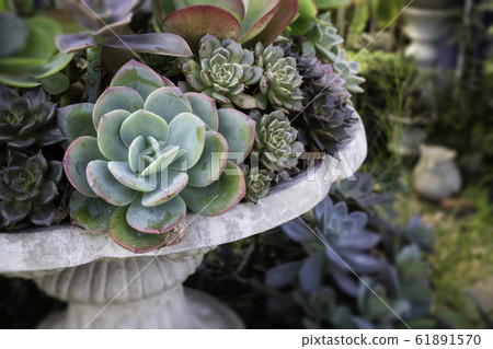Market for sale plant in pots 61891570