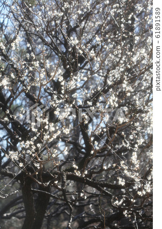 白梅花(Yuzunomiya Zaron梅花) 白梅花(Yuzunomiya Zaron梅花) 61891589