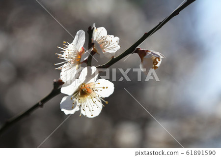 白梅花（Yuzunomiya Zaron梅花） 61891590
